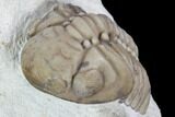 Kainops & Partial Lochovella (Reedops) Trilobites - Oklahoma #104034-1